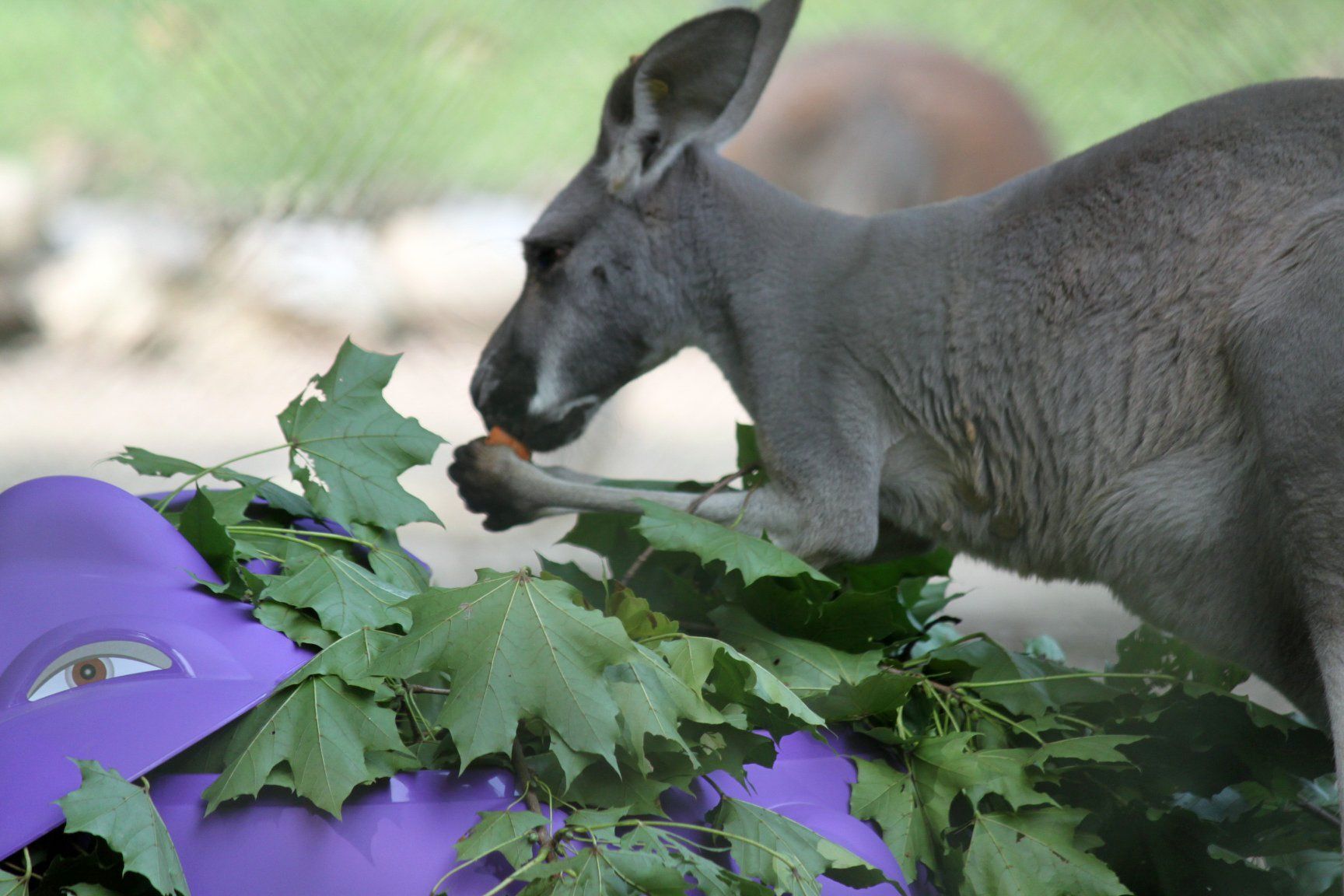 Kangaroo at Lehigh Valley Zoo